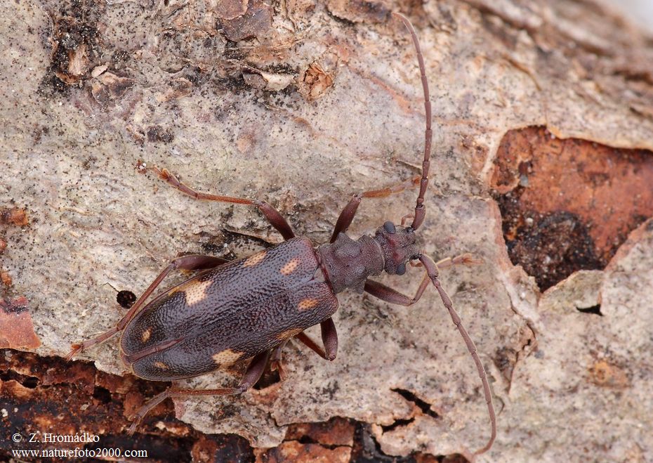 , Xylosteus spinolae, Frivaldsky, 1838 (Beetles, Coleoptera)